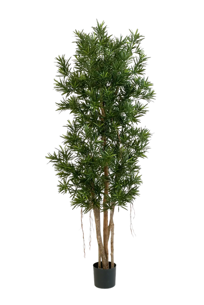 Künstlicher Podocarpus Reflexa- Paul, 180 cm, Kunstbaum von aplanta, in Natur, für drinnen
