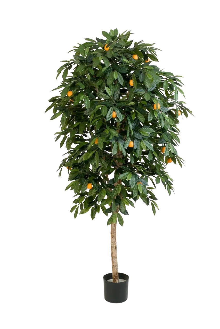 Künstlicher Orangenbaum - Pius auf transparentem Hintergrund mit echt wirkenden Kunstblättern in natürlicher Anordnung. Künstlicher Orangenbaum - Pius hat die Farbe Natur und ist 140 cm hoch. | aplanta Kunstpflanzen