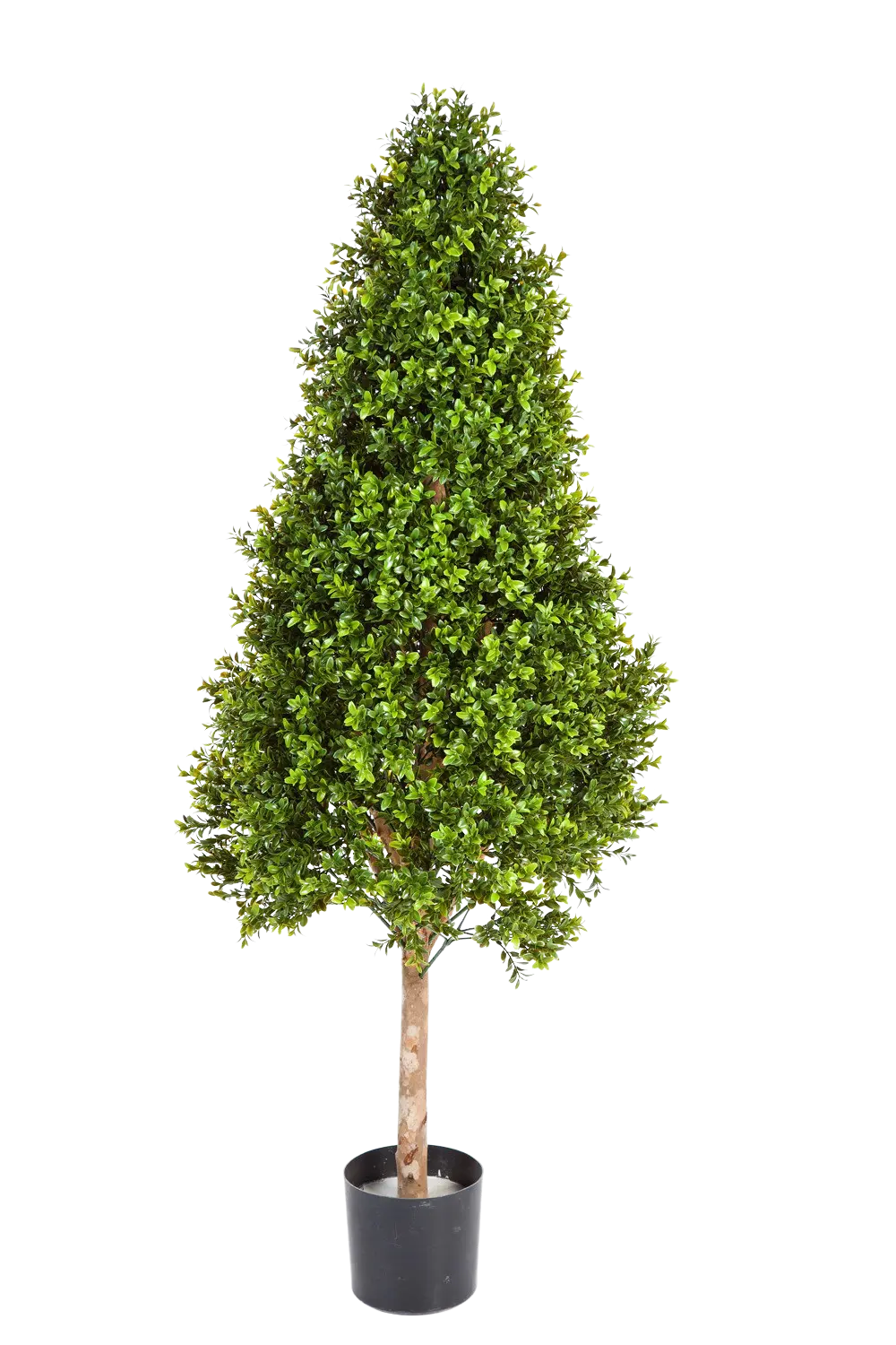 Hochwertiger Buchsbaum künstlich auf transparentem Hintergrund mit echt wirkenden Kunstblättern in natürlicher Anordnung. Künstlicher Buchsbaum - Rene hat die Farbe Natur und ist 105 cm hoch. | aplanta Kunstpflanzen
