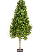Hochwertiger Buchsbaum künstlich auf transparentem Hintergrund mit echt wirkenden Kunstblättern in natürlicher Anordnung. Künstlicher Buchsbaum - Rene hat die Farbe Natur und ist 105 cm hoch. | aplanta Kunstpflanzen