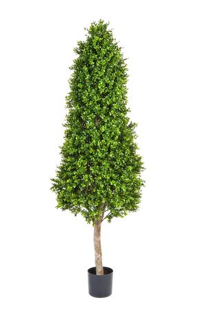 Hochwertiger Buchsbaum künstlich auf transparentem Hintergrund mit echt wirkenden Kunstblättern in natürlicher Anordnung. Künstlicher Buchsbaum - Rene hat die Farbe Natur und ist 170 cm hoch. | aplanta Kunstpflanzen