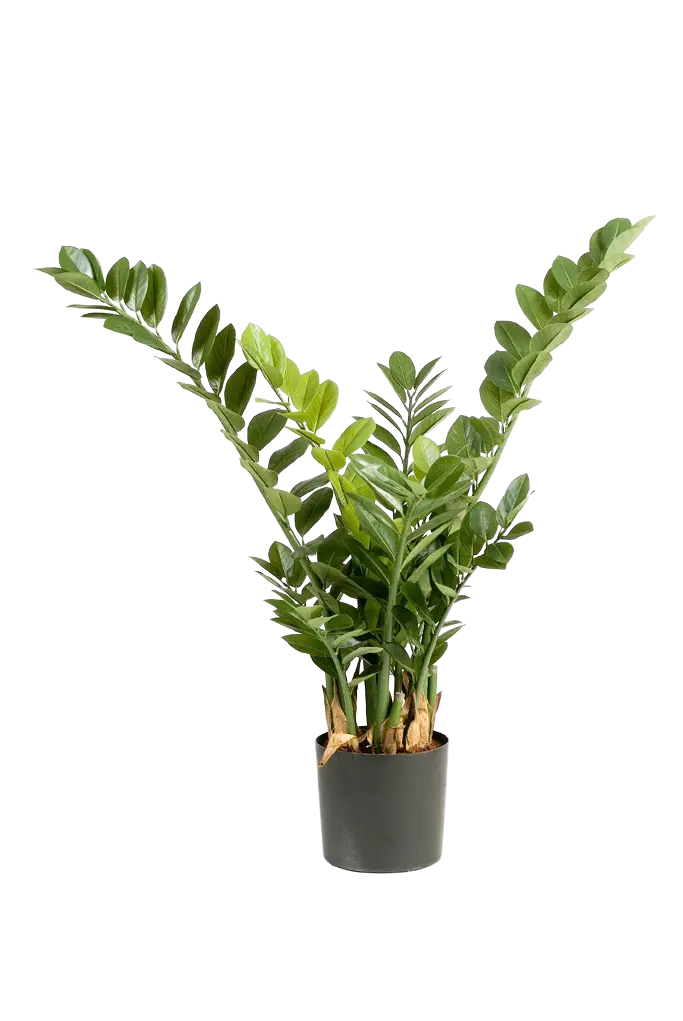 Zamioculcas artificiales - Svea | 90 cm