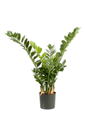 Zamioculcas artificiales - Svea | 90 cm