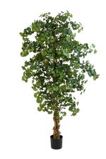 Künstlicher Gingko - Tamino, 210 cm, Kunstbaum von aplanta, mit Echtholzstamm, im schwarzen Topf, in Natur, für drinnen
