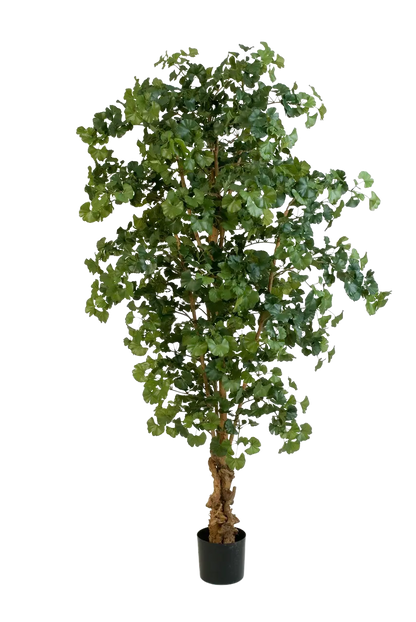 Künstlicher Gingko - Tamino, 210 cm, Kunstbaum von aplanta, mit Echtholzstamm, im schwarzen Topf, in Natur, für drinnen