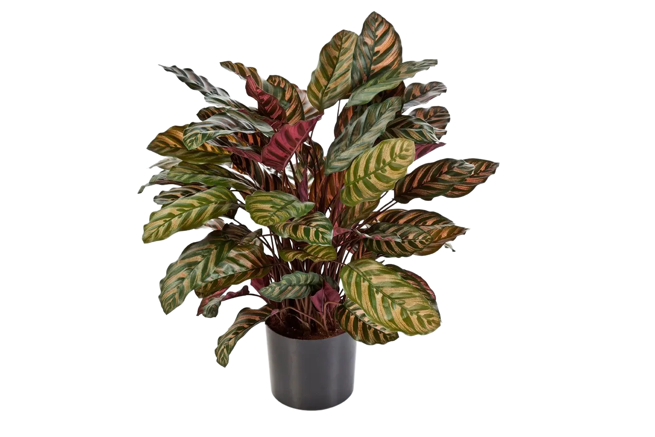 Künstliche Calathea - Sunrise auf transparentem Hintergrund mit echt wirkenden Kunstblättern in natürlicher Anordnung. Künstliche Calathea - Sunrise hat die Farbe Natur und ist 80 cm hoch. | aplanta Kunstpflanzen