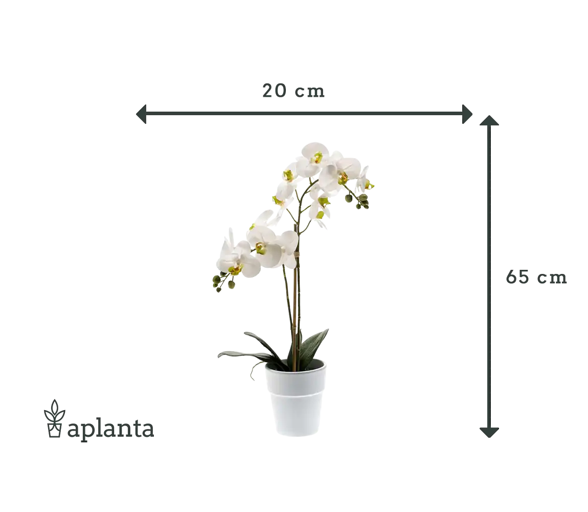 Orquídea artificial - Leonard | Real Touch | 65 cm