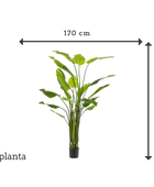 Strelitzia artificial - Colin | 235 cm