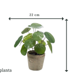 Árbol artificial del dinero - Kai | 22 cm