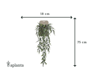 Eucalipto artificial colgante - Richard | 75 cm