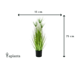 Césped artificial - Kimberly | 75 cm