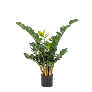 Planta de ensayo Cindy