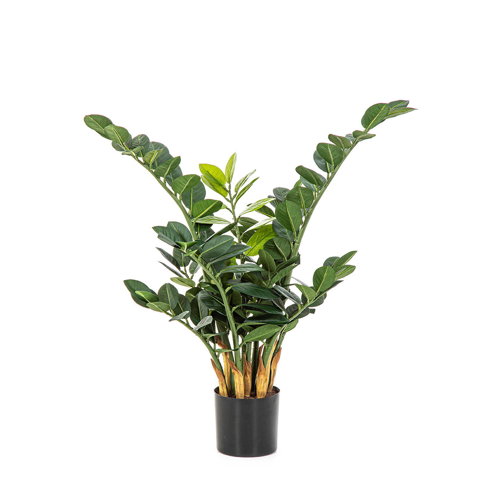 Planta de ensayo Cindy